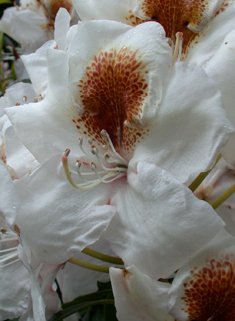 Hybrid Rhododendron